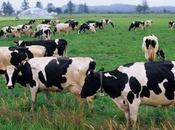 Vachement bien alignÉes