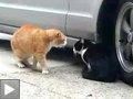 Videos: Scène de ménage entre chats + chat baigne + chaton affamé