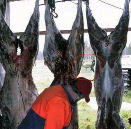 Maman, il fait quoi le monsieur avec Bambi ?