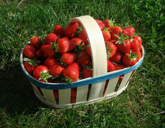 Chasse aux fraises