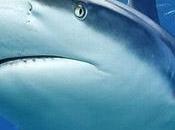 Pétition pour protection requins province