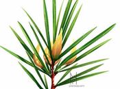 bienfaits rooibos bio, appelé aussi rouge