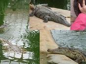 ferme crocodiles
