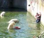 vidéo femme fosse ours polaire zoo berlin