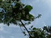 ôtant robe d’osier