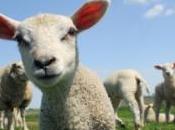 Étonnant brebis monde cinq agneaux