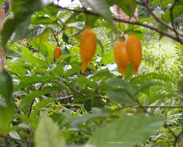 Plante médicinale du Gabon : Iboga et ibogaine