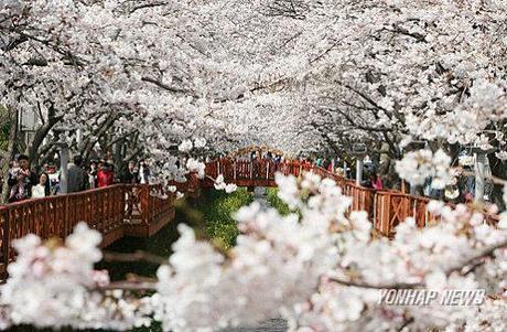 La fête des fleurs de cerisiers