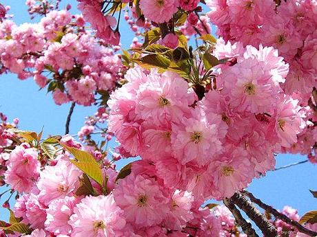 La fête des fleurs de cerisiers