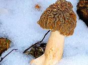 Morilles ﻿Múrgola, dans Pyrénées Orientales