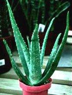 L’aloé vera, une plante aux multiples vertus