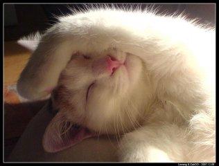 Twity, Kista, Moon : nouvelles photos!