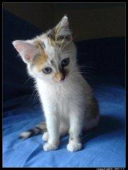 Twity, Kista, Moon : nouvelles photos!