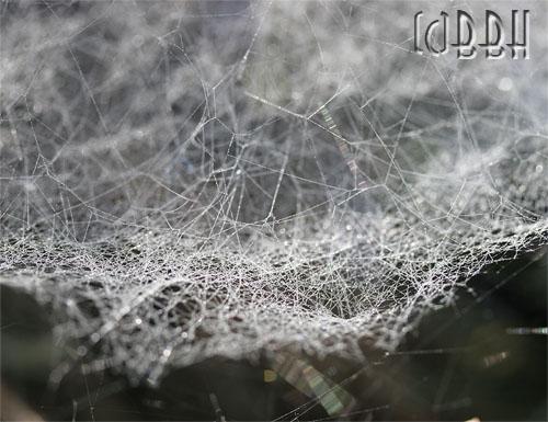 toile d'araignée sous la rosée