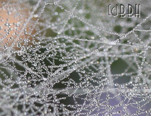 toile d'araignée sous la rosée