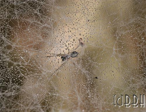 toile d'araignée sous la rosée