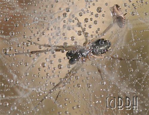 toile d'araignée sous la rosée