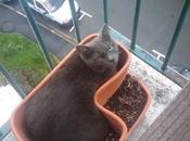 C'est printemps tous jardins jardinières ménage