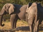 Éléphants bovins compétition pour pâturages