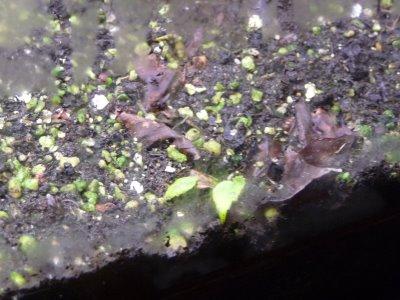 La bouture du Begonia pavonina est réussie !