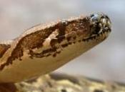 homme mord python s'était enroulé autour