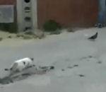 vidéo chat chasse pigeon réaction