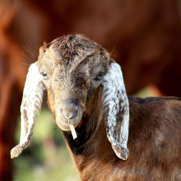 les-derniers-plaisirs-5