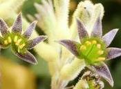 Anigozanthos pied Kangourou