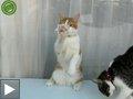 Videos animaux: le chat laveur de vitres + le chien danseur de salsa + l'oiseau maladroit
