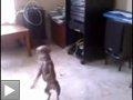 Videos animaux: le chat laveur de vitres + le chien danseur de salsa + l'oiseau maladroit