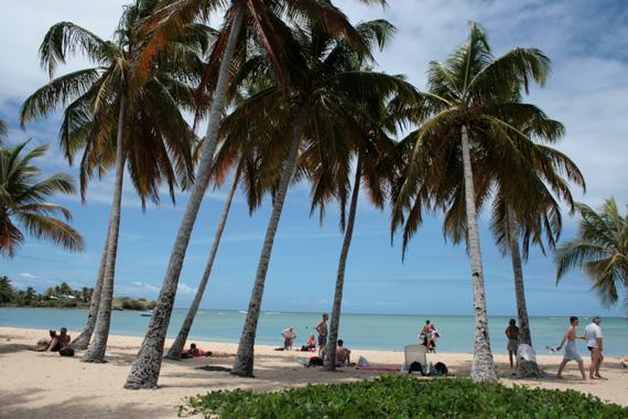 cocotiers_plage_salines_martinique