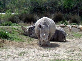 Rencontrer des animaux sauvages