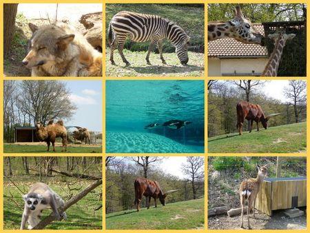 safari_ard_chois_montage__version_l_g_re_