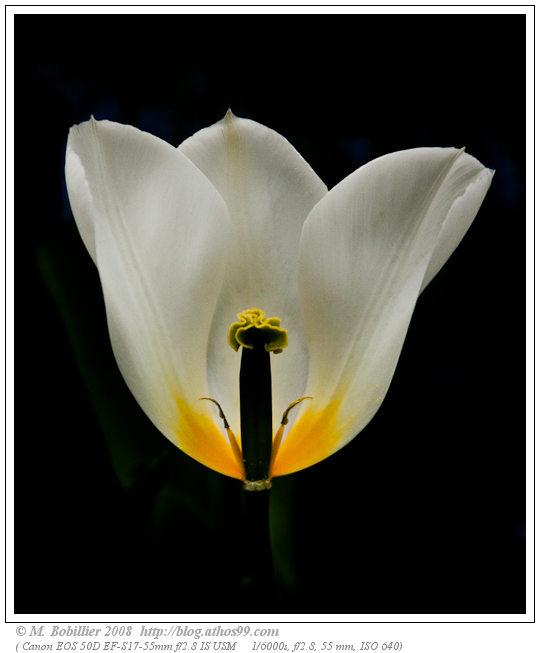 Fleur de tulipe écorchée