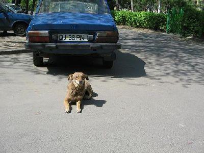 N'oubliez pas nos pétitions pour changer la vie de milliers d'animaux