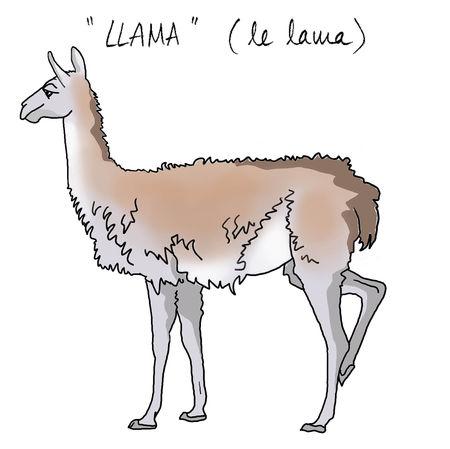 llama