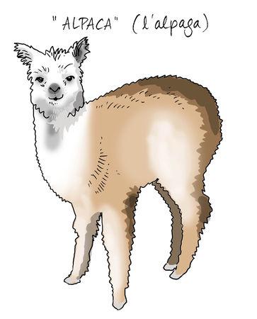 alpaca