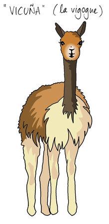 vicuna