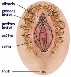 sexe feminin, chatte