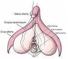 clitoris plaisir féminin