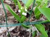 Photo-mystère fleur d'eau