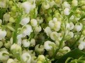 mai, d'histoire muguet