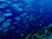 poissons pourraient avoir