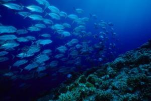 Poisson (illustration)