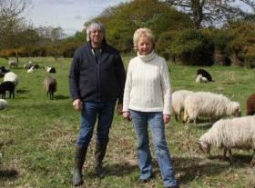 LES MOUTONS SONT DANS LES CANARDS