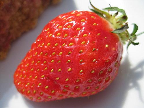 Saison des fraises, les vraies et les fausses !
