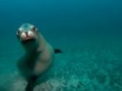 fossile l'Arctique révèle comment phoques sont passés terre