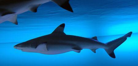 Week end a Ise (2/2) DSC_0155_1