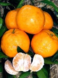imperial-mandarine.1240565358.jpg