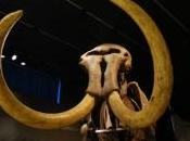bébé mammouth vieux remarquablement conservé, découvrez images